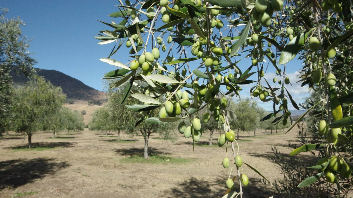 LOCATION: The Nullamunjie Olive Oil plantation sits at 37 degrees latitude of the equator which, according to Mrs Paterson, is ideal for olive production. 

