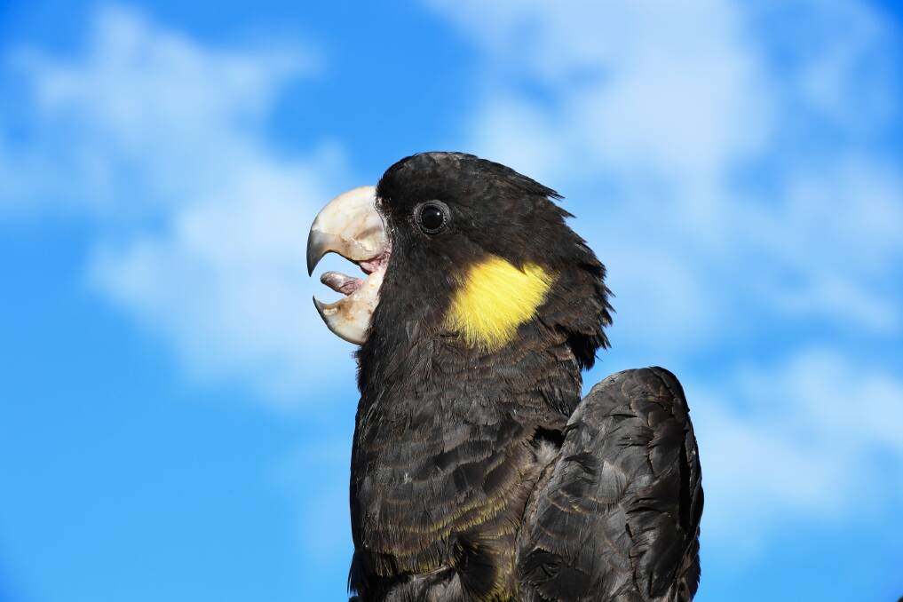 HUNGRY BEAK: A yellow-tailed black cockatoo, one of the species which has an appetite for commercial nut orchards. 