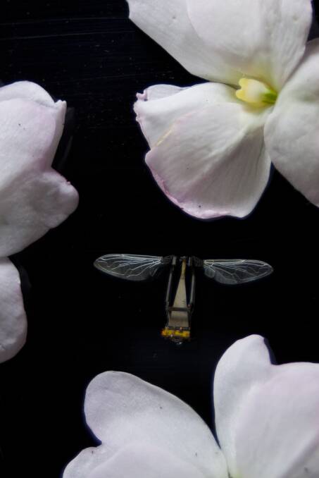 FUTURE TODAY: The RoboBee from Harvard University is a project looking at autonomous insect robots, perhaps with the function of artificial plant pollination. Photo: Eliza Grinnell/Harvard SEAS