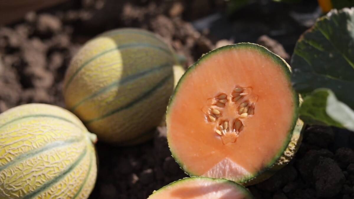 Videos bring melon varieties to growers