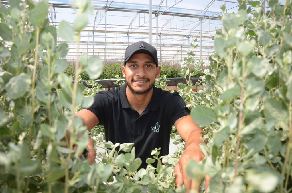 MESSAGE: The Native Co director Marlon Motlop among some poular saltbush. Marlon's passion for Australian native ingredients has earned him a Nuffield scholarship.