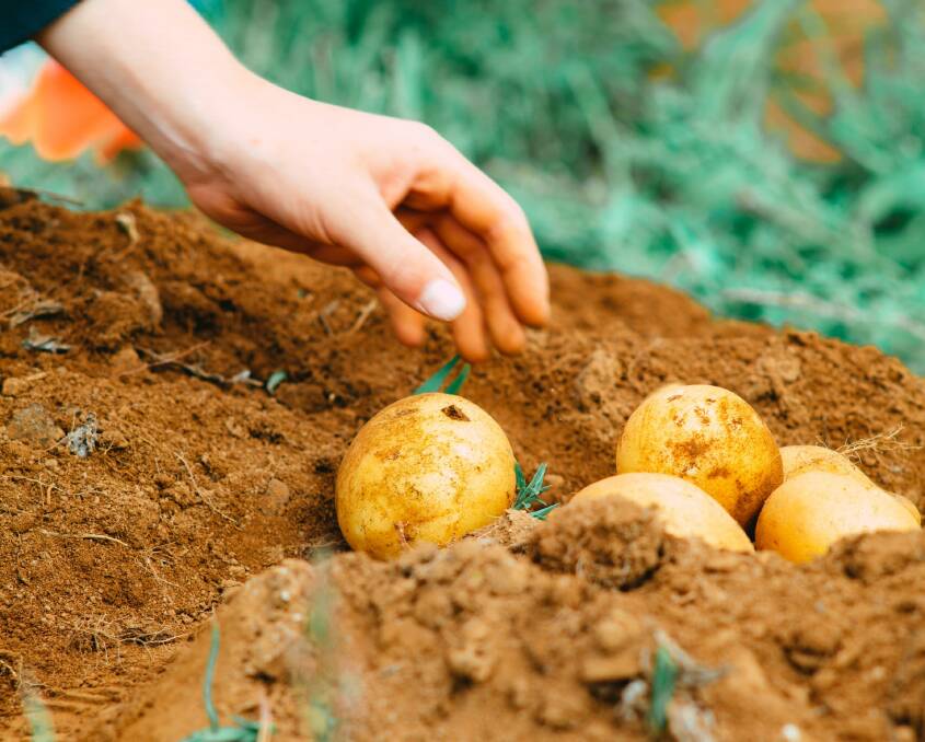 UP: Aussies love their spuds, with the 2020/21 Horticulture Statistics Handbook showing 87pc of Australian households purchased potatoes, buying an average of 1.7kg per shopping trip.
