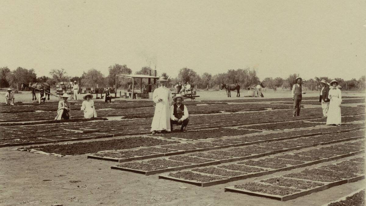 BACK THEN: Photograph from DFA's collection showing the original method of drying grapes on wooden pallets and hessian (circa 1890s).