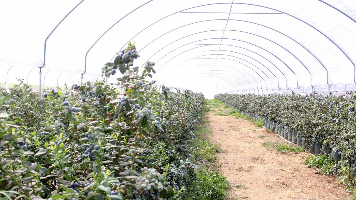 PROTECTED: The blueberry bushes at Camelot, near St George, growing in a tunnel.