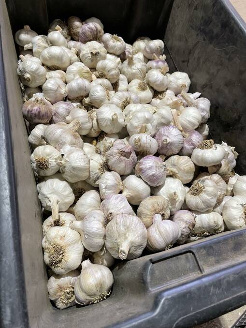 FRESH: KI Fresh Garlic sells fresh garlic, as well as garlic powder, garlic granules and garlic salt.