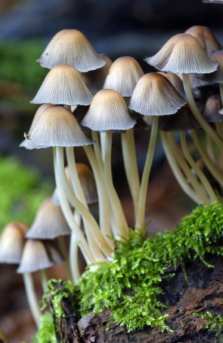 TINY WORLD: Not just mushrooms, but coprinellus disseminatus. Photo: Alison Pouliot