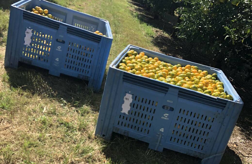 UNDERWAY: New season Imperial mandarins picked at Nutrano Produce Group's Abbotsleigh farm in the Cental Burnett region of Qld. 