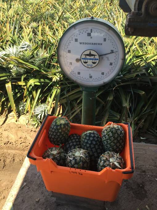 RESULTS: The results showed similar weight and brix for fruits produced on plants grown using the full, medium and low rates of pre-plant fertiliser. 