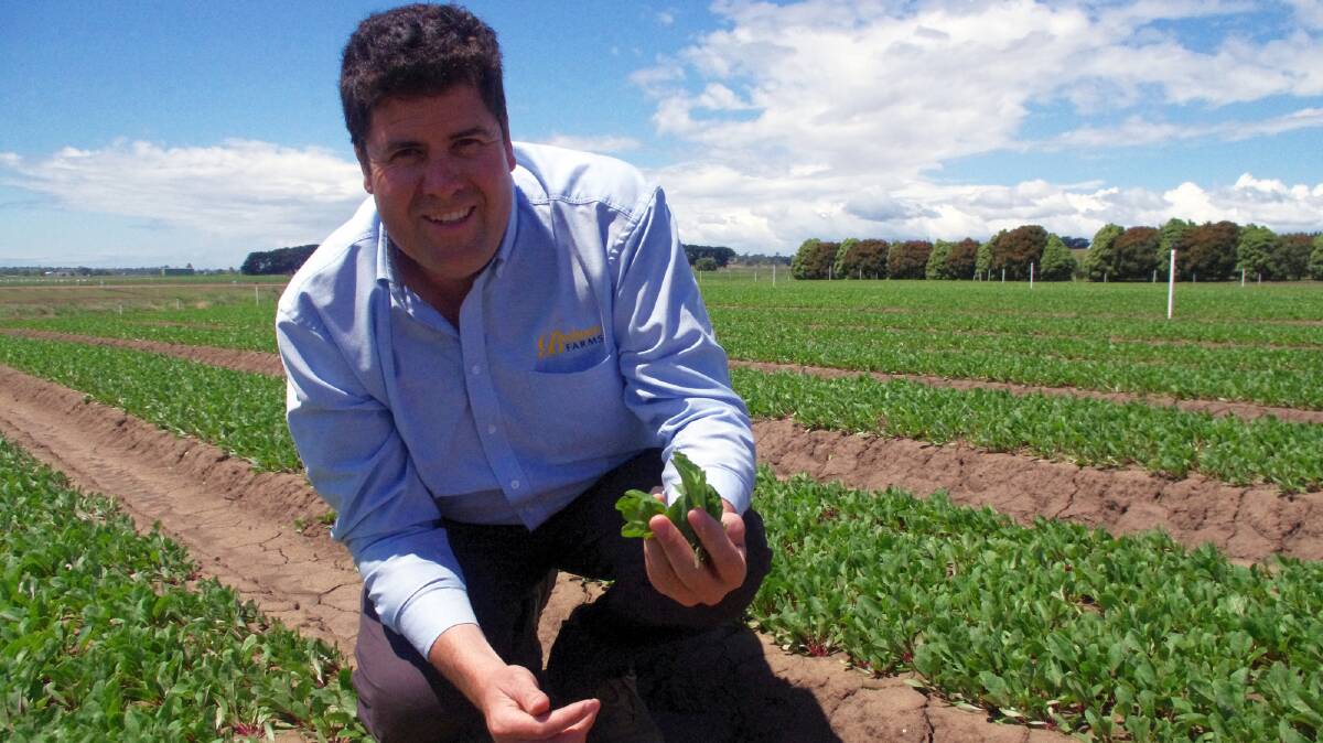 STILL SAFE: Andrew Bulmer, Bulmer Farms , Victoria says there are many other salad producers in Australia and he doesn't want people to stop eating lettuce.