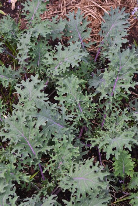 Red Russian kale. 