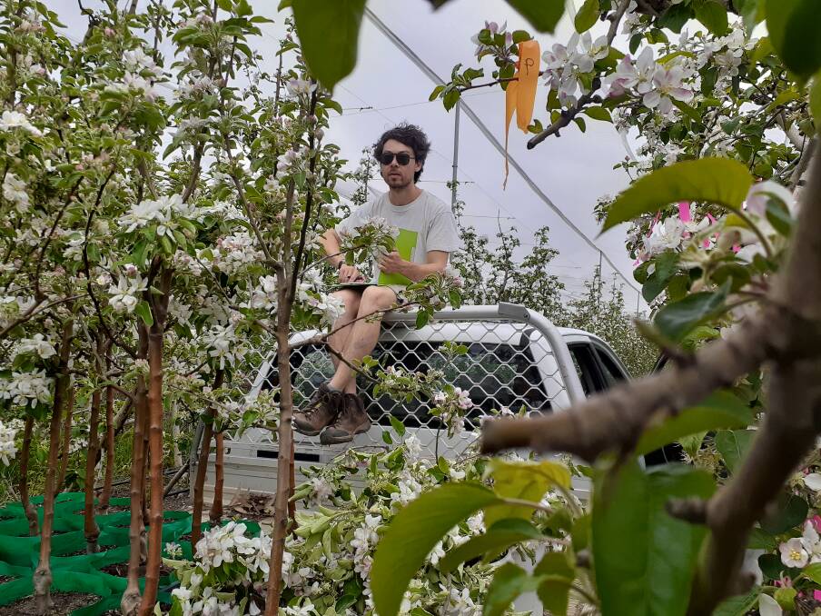 WORKING: University of Adelaide researcher Jay Iwasaki tests a mobile polliniser unit in an apple orchard. Photo: Katja Hogendoorn