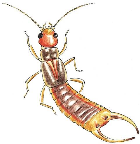 MOVEMENT: Some pests, such as earwigs, move about the plant quite significantly during the day, and could be hiding in the mulch and soil crevices.