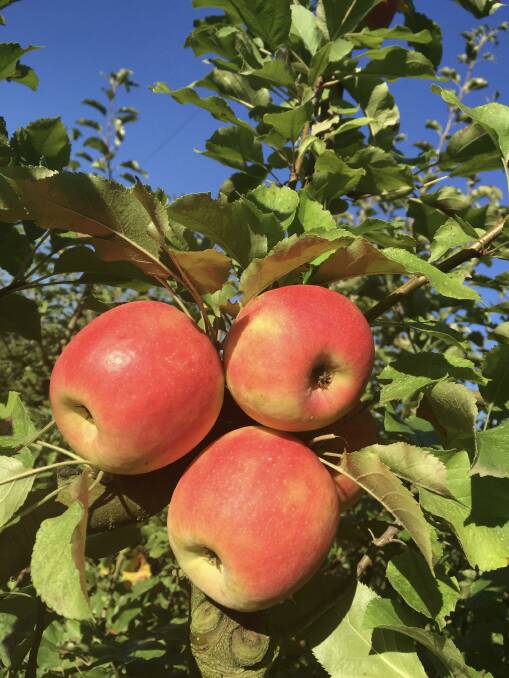 YOU-PICK: Sherwood Park Orchards sells all its fruit direct to consumers, except for those that fall from the trees, which are collected by local farmers to feed their animals.