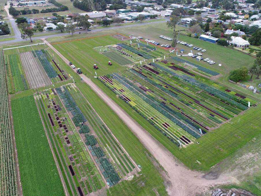 UNDERWAY: A bird's eye view of the East Gippsland Innovation Field Days at Lindenow, Victoria, showing the many variety trials. 