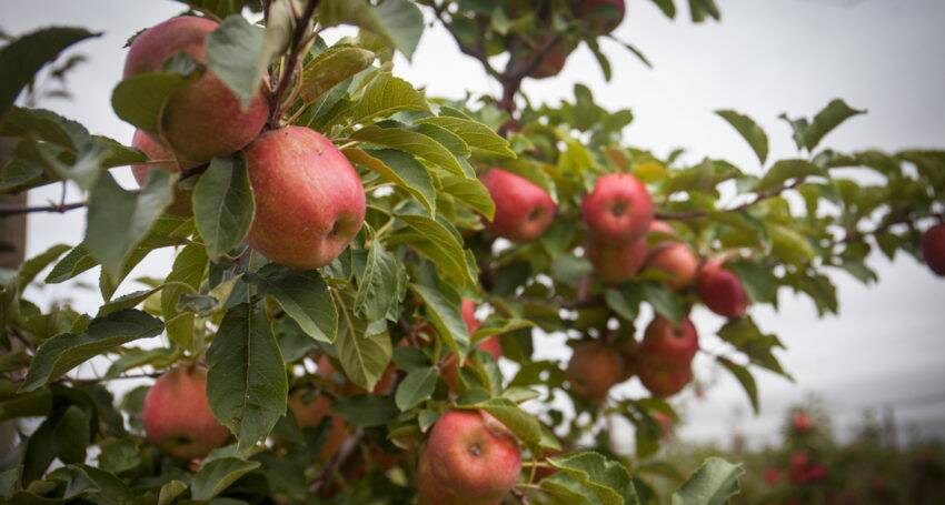 GROWING: Apple harvest began in late February.
