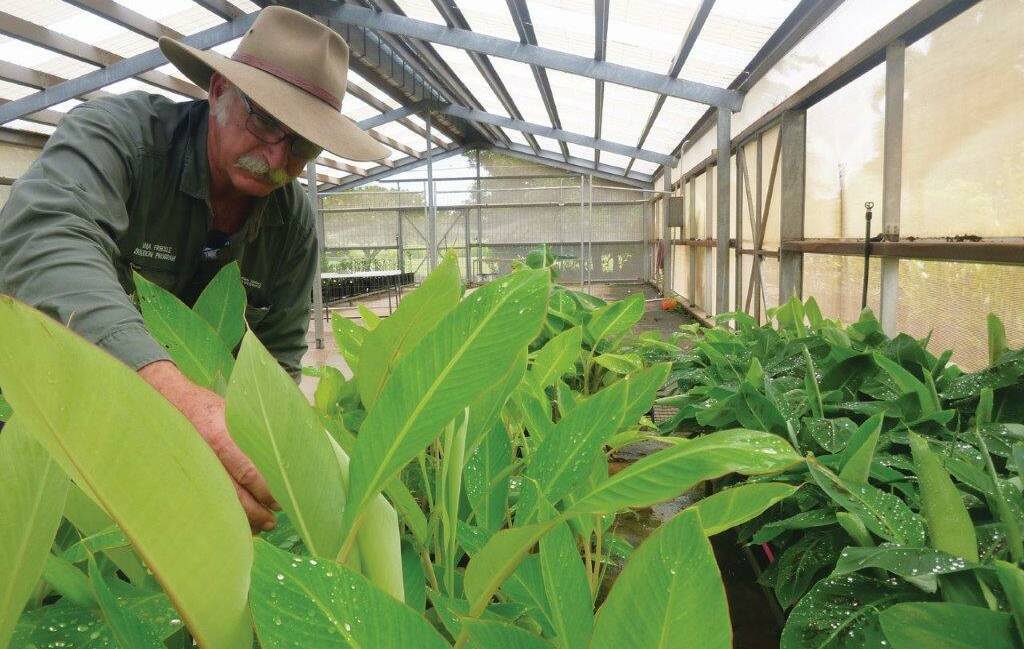 PLANNING: Maurice Thompson with sentinel banana plants in the Northern Territory prior to distribution during the banana freckle eradication program. Photo: Bill Whitington.