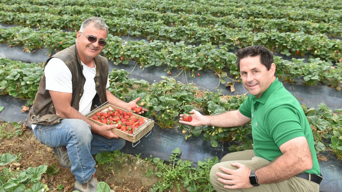 RESULTS:South Australian strawberry grower, Jim Rozaklis, Hay Valley and Bayer Commercial sales representative, Darren Alexander look over the Albion strawberry crop at Green Valley Strawberries in Hay Valley earlier this year.