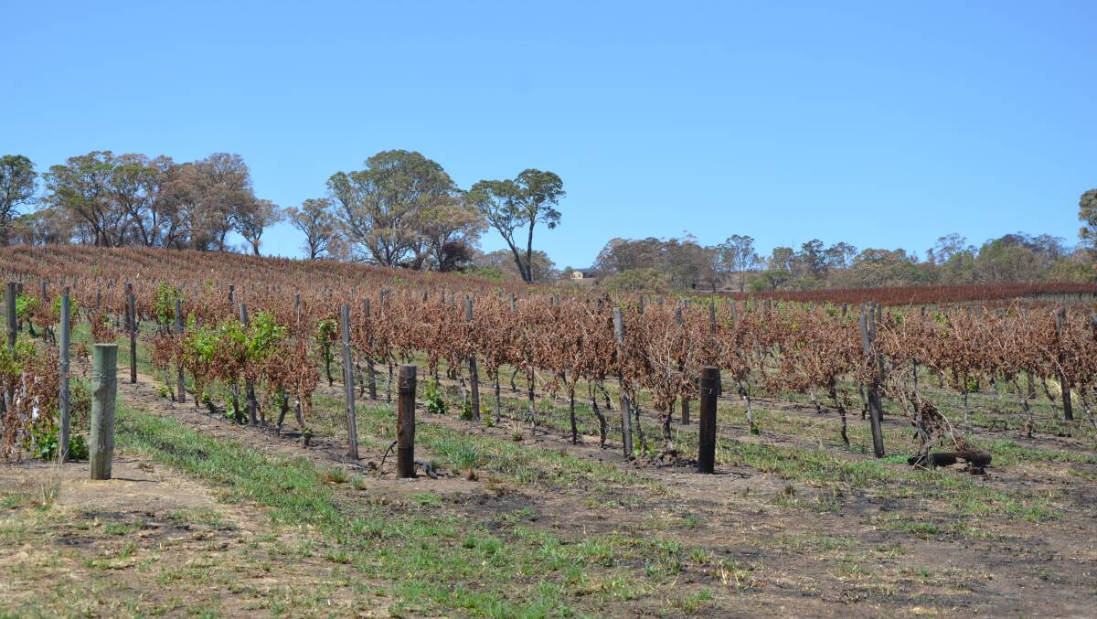 DAUNTING: The vast majority of the New Era vineyard will have to be replanted.