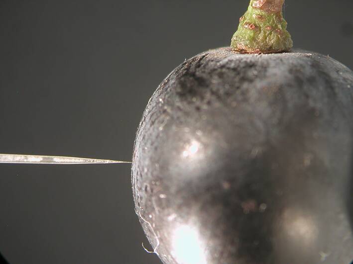 TINY TOUCH: A miniature oxygen probe measuring oxygen in a Shiraz grape.