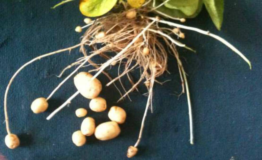 GROWTH: Healthy roots produced under Calcium Organomide NPK + te (Perlka). 