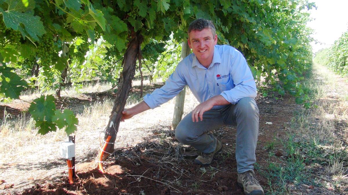 HOT RESEARCH: NSW Department of Primary Industries viticultural development officer, Adrian Englefield, checks new sap flow meters and dendrometers in one of the Riverina vineyards as part of the project exploring heat stress on wine grapes.