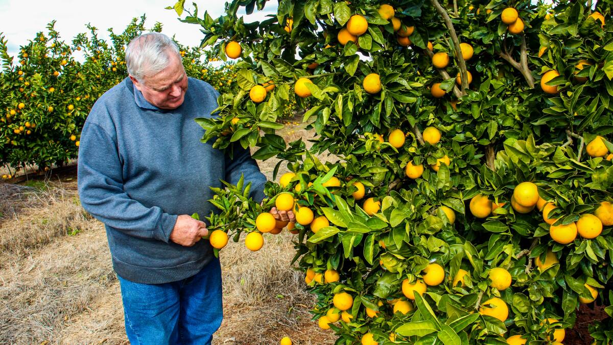 VARIETY: Griffith wine grape grower Bruno Brombal has also added citrus and prunes to diversify his farm and keep it afloat during tough times in the wine industry.