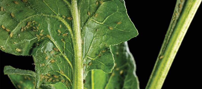 Aphids are one of the target insects in BASF's new insecticide, Efficon. Picture supplied
