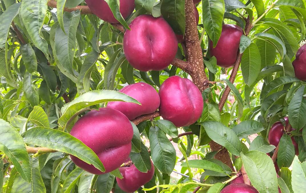 The new Odine flat nectarines will be available on Australian supermarket shelves this season. Picture supplied