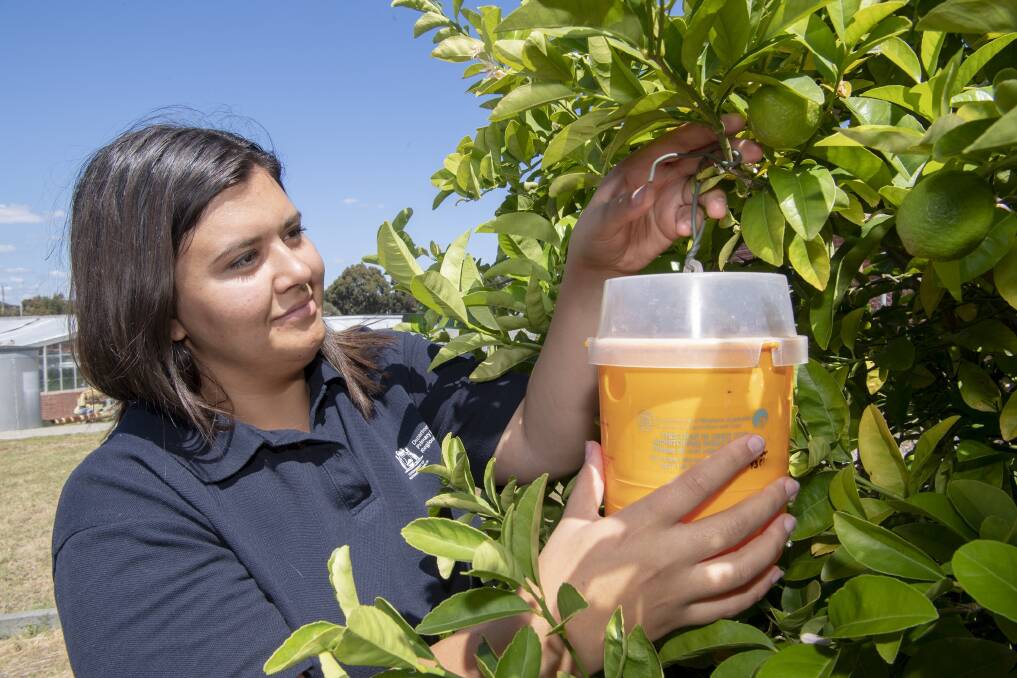 HANG UP: DPIRD technical officer, Keelin Smith, with one of the Mediterranean fruit fly traps that are available free to Carnarvon residents to assist the Medfly control program.