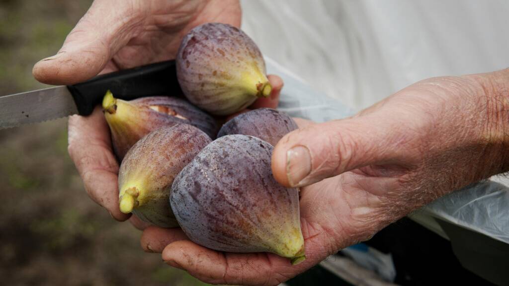 HANDY: Figs have to be harvested by hand. 