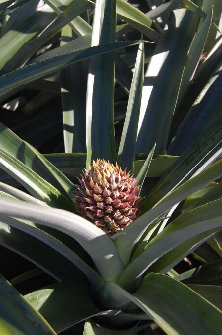 BREEDING: The research will aim to help Australia's pineapple farming industry, by developing a breed of pineapple resistant to premature flowering.