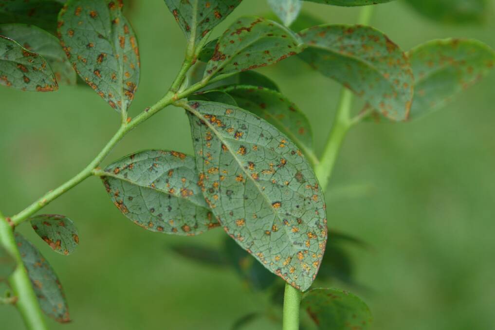 SIGNS: Western Australian gardeners and horticulture growers have been urged to inspect plants for signs of blueberry rust and report symptoms to the WA DPIRD.