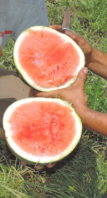 SAFETY: Melons are one of the high-risk horticulture crops being explored in the food safety standard proposal. 