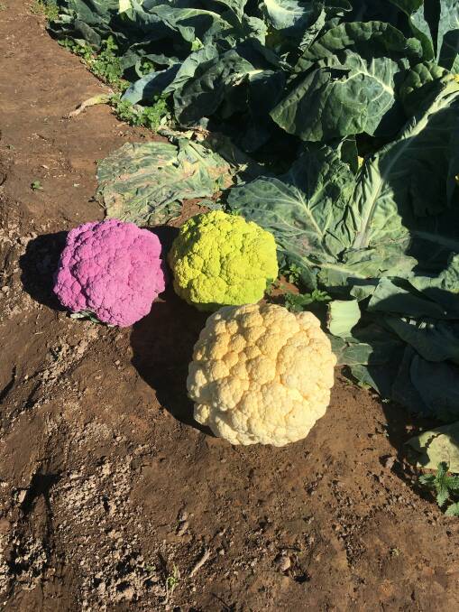 Some of the cauliflower lines from the 2020 event. The trials will again be the centrepiece for the VicVID in 2023. Picture supplied