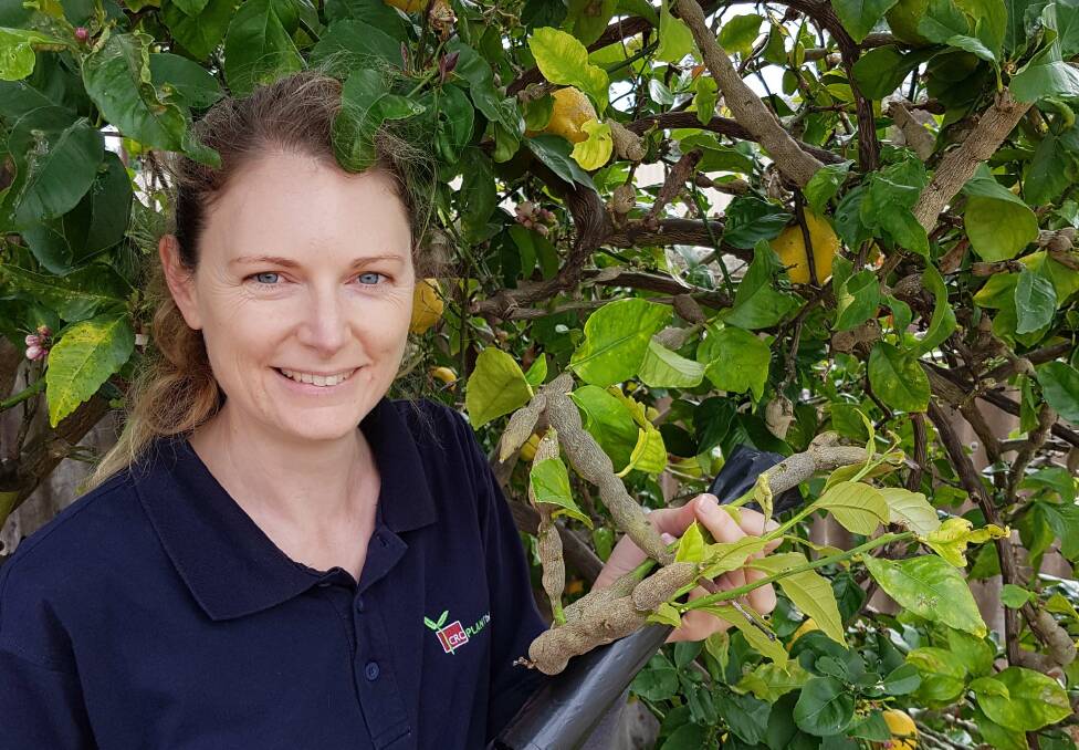 ACTION: WA Citrus biosecurity representative, Helen Newman, pictured with a tree infested with citrus gall wasp.