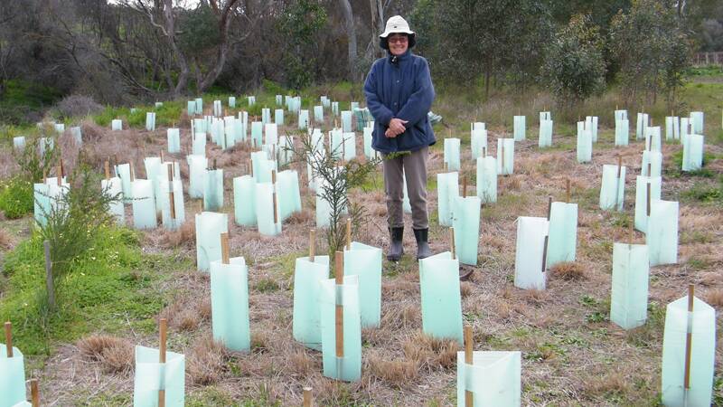 GROWTH: Alice Kay at the Pedler Creek revegetation site during the early days of the project in 2012. 