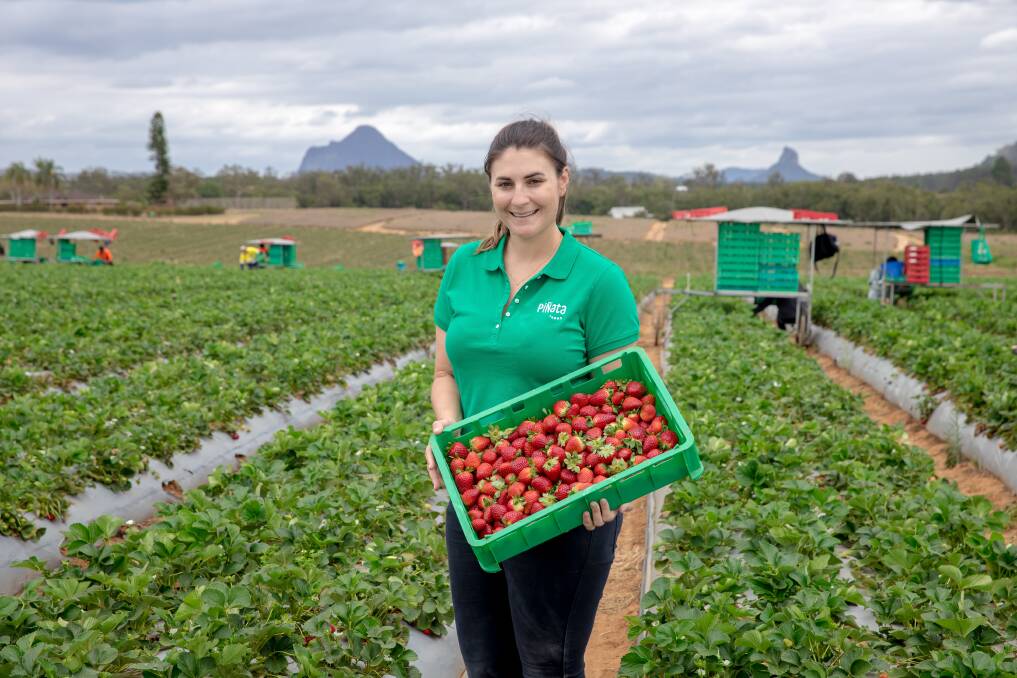 READY: Pinata Farms sales and marketing manager Rebecca Scurr with winter strawberries at Wamuran, south-east Queensland. 