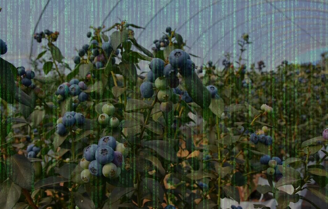 Costa Group, a substantial grower of blueberries, has experienced a cyber attack. File picture