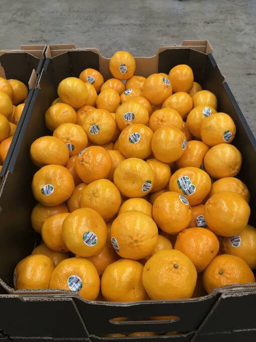 RIPE: Imperial mandarins grown in the Central Burnett region. 