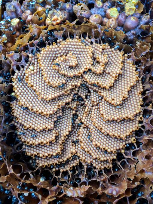 DESIGN: The spiral design of the Tetragonula carbonaria brood. Photo: Tobias Smith, University of Queensland.