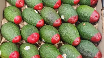 AVAILABLE: The Ecoganic red tip avocados have hit the Australian market, selling in Sydney for the first time in April. 
