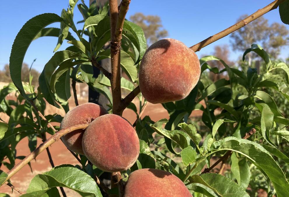 A bunch of White Opal peaches about to be harvested from a tree in the east Pilbara in late October, as part of a DPIRD trial of growing stonefruit in the inland districts of the region. 