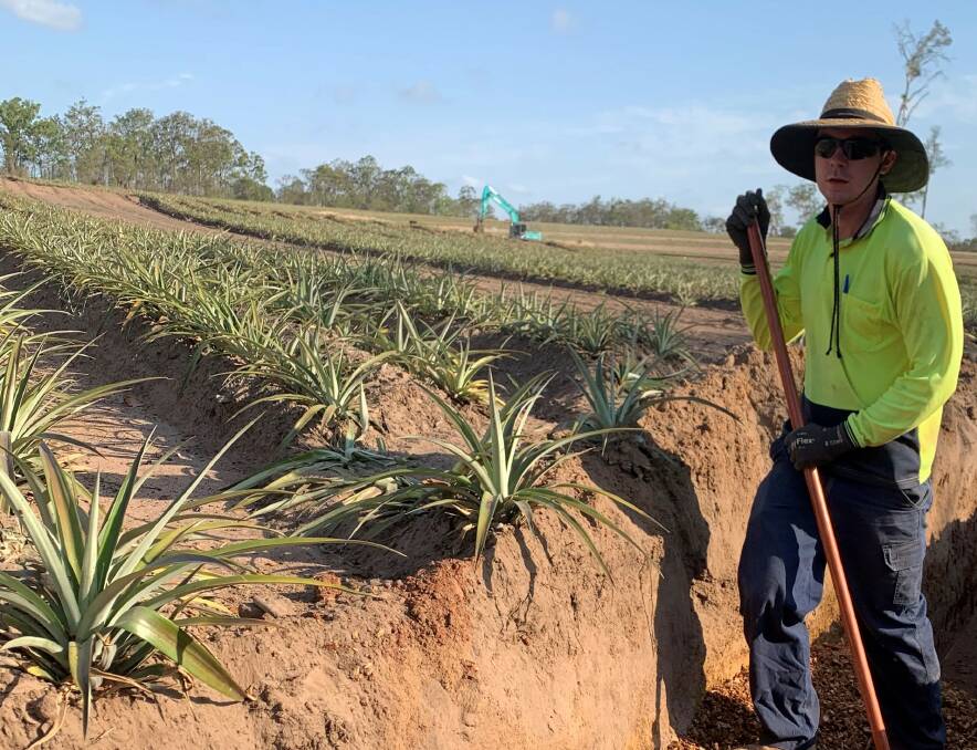 DIG IT: DAF research agronomist, Luke Griffin, gets on with the job at the pineapple trial site which is investigating means of lessening erosion in pineapple crops. 