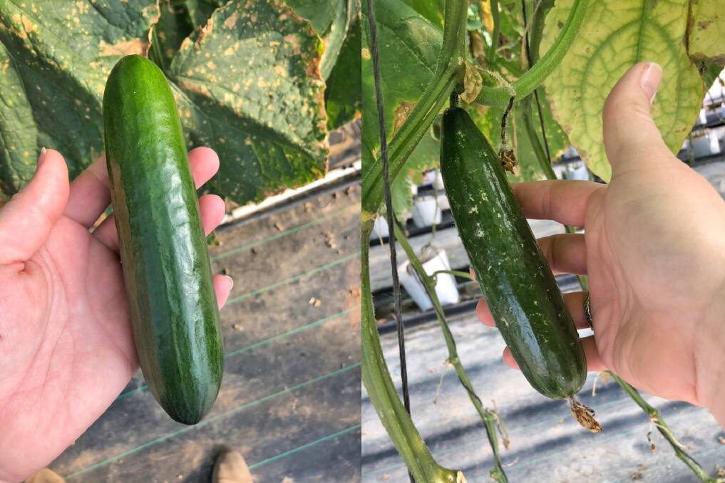 COMPARE: The cucumber on the left is from an Abundant Seeds plant while the one on the right is from a current market leader. The two plants grew side by side in a split row trial. The cucumber on the left is more uniform in colour, has a more rounded stem end, a smoother texture, and no sign of the cold strike clearly afflicting the one of the right.
