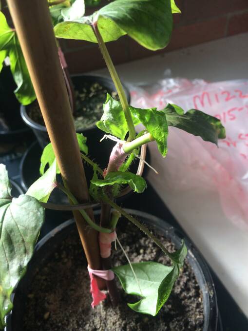 DELICATE WORK: Grafting sweetpotato samples onto an indicator plant, Ipomoea setosa, for indexing sweetpotato viruses. 