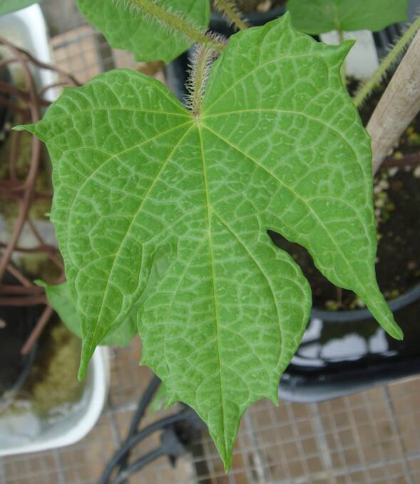 DETECTION: Vein-clearing symptoms of a sweetpotato virus on an indicator plant, Ipomoea setosa. 