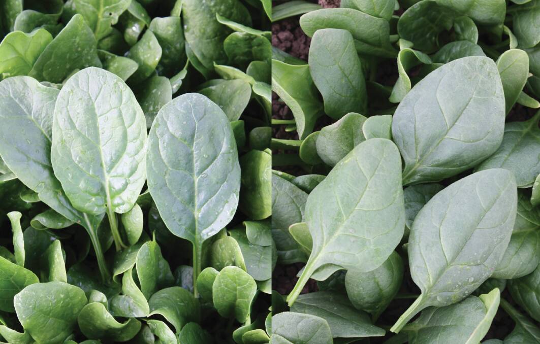 CHOICE: The South Pacific Seeds spinach range includes Jinx (left), with its vigor and dark green color of Jinx giving growers a winter option, and Portsea (right), a good commercial variety with thick leaves and a high yield per hectare.