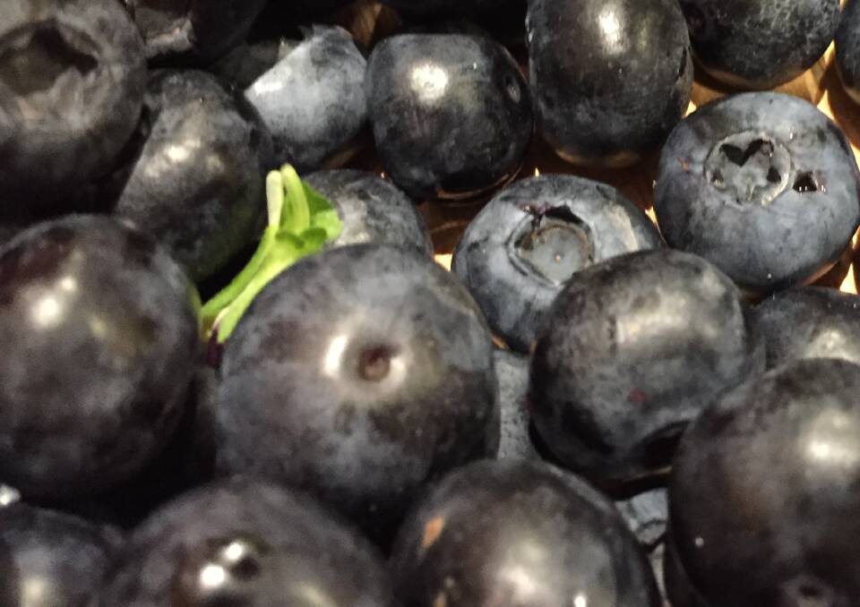 Blueberries adopt Code of Conduct