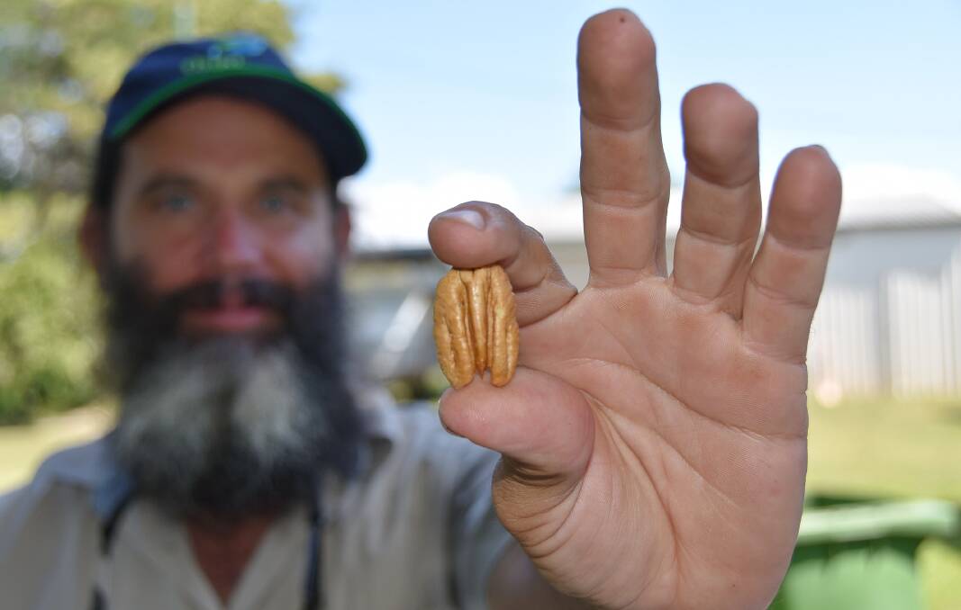 READY: President of the Australian Pecan Association, Scott Clark, Lismore, NSW, with a prime example of the nut which he says has a lot going for it. 