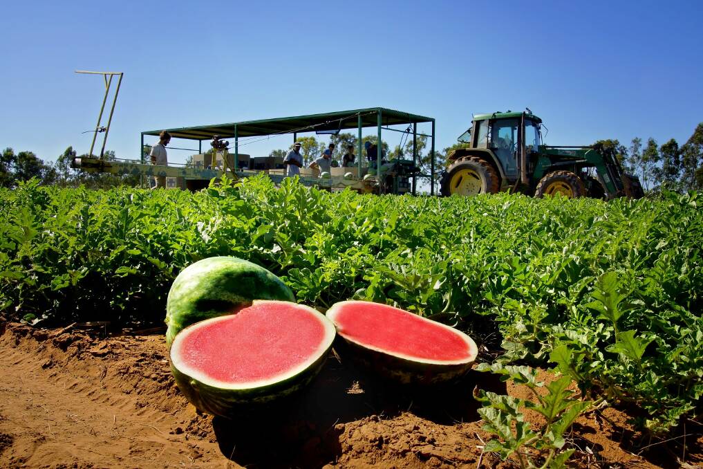 PROTECTION: The one-year Melon Industry Extension for Biosecurity project aims to strengthen melon growers' resilience in biosecurity response, recovery capacity and understanding of proactive on-farm biosecurity practices. Picture: Melons Australia.